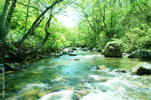 渓流　新緑　若葉　水 photo