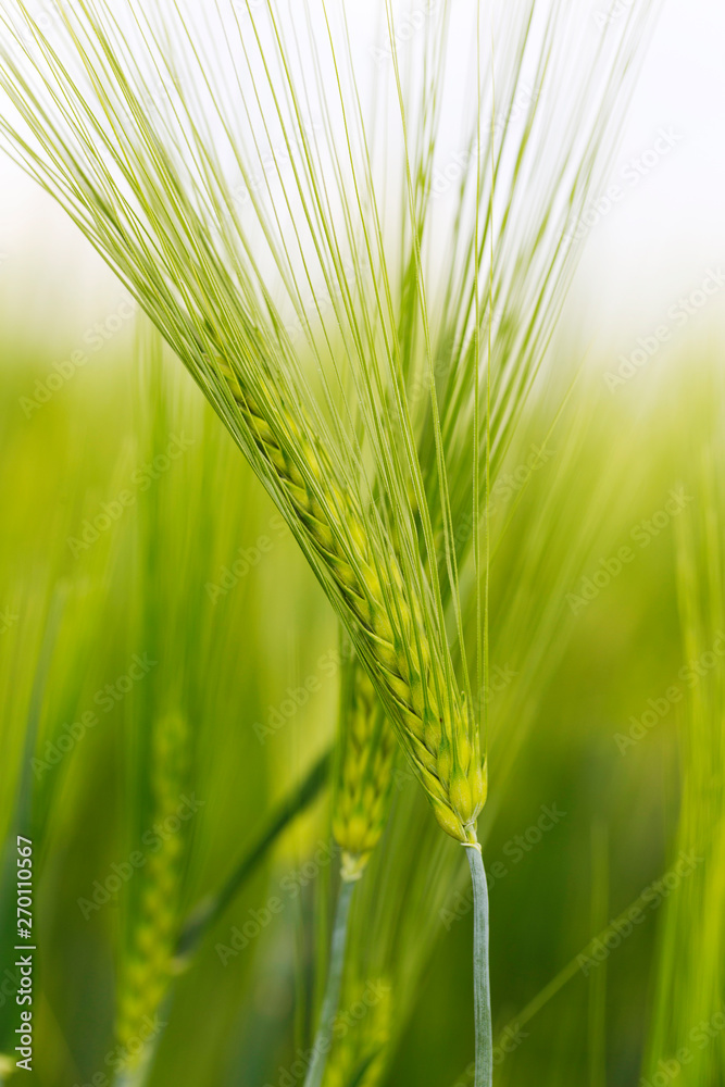 Detail of the green Barley Spike Detail of the green Barley Spike
