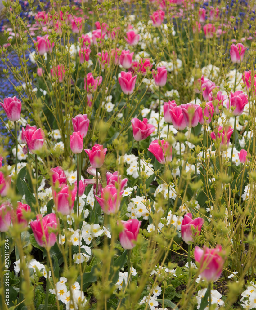 Pink Tulips Pink Tulips