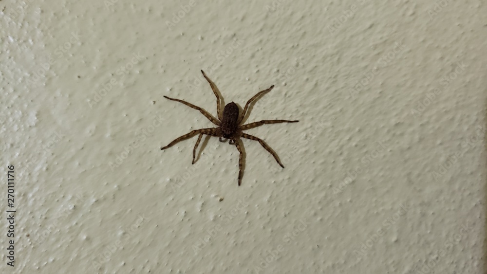 aranha aranha