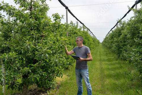 Farmer with Clipboard Inspecting Apple Trees in Orchard
