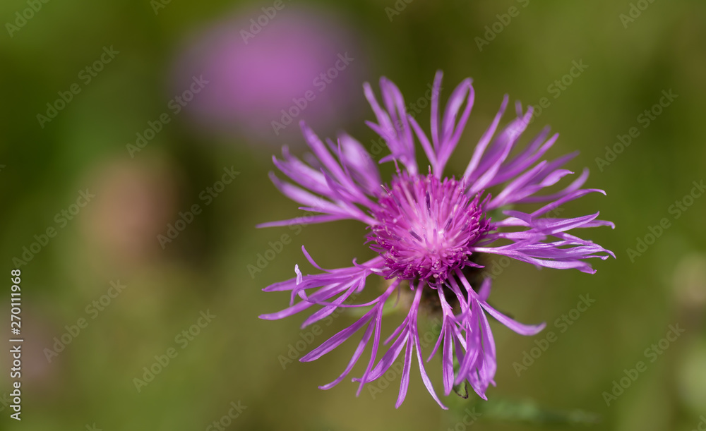 Greater Knapweed flower with blurred background Greater Knapweed flower with blurred background