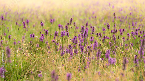 English flower meadow