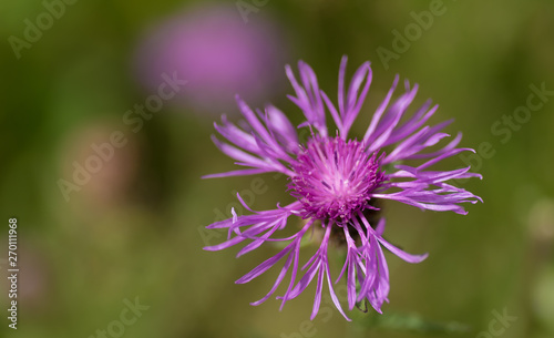 Greater Knapweed flower with blurred background