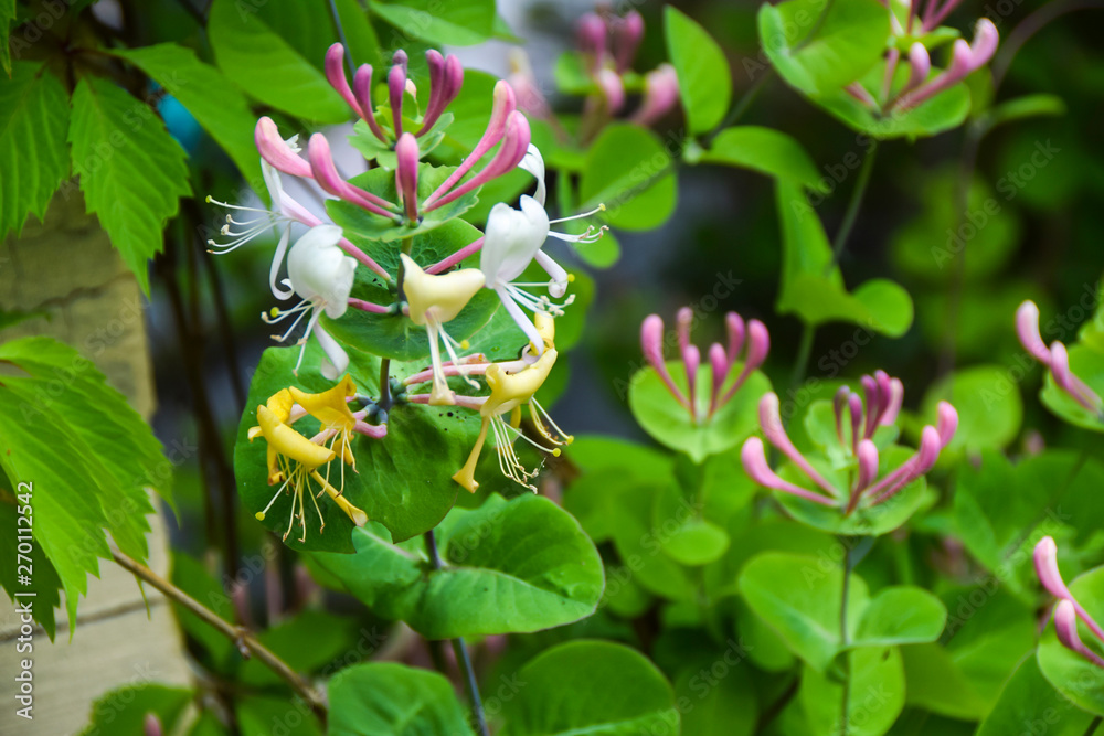 Obraz premium bindweed flower pink honeysuckle grows on wall of a yellow house background