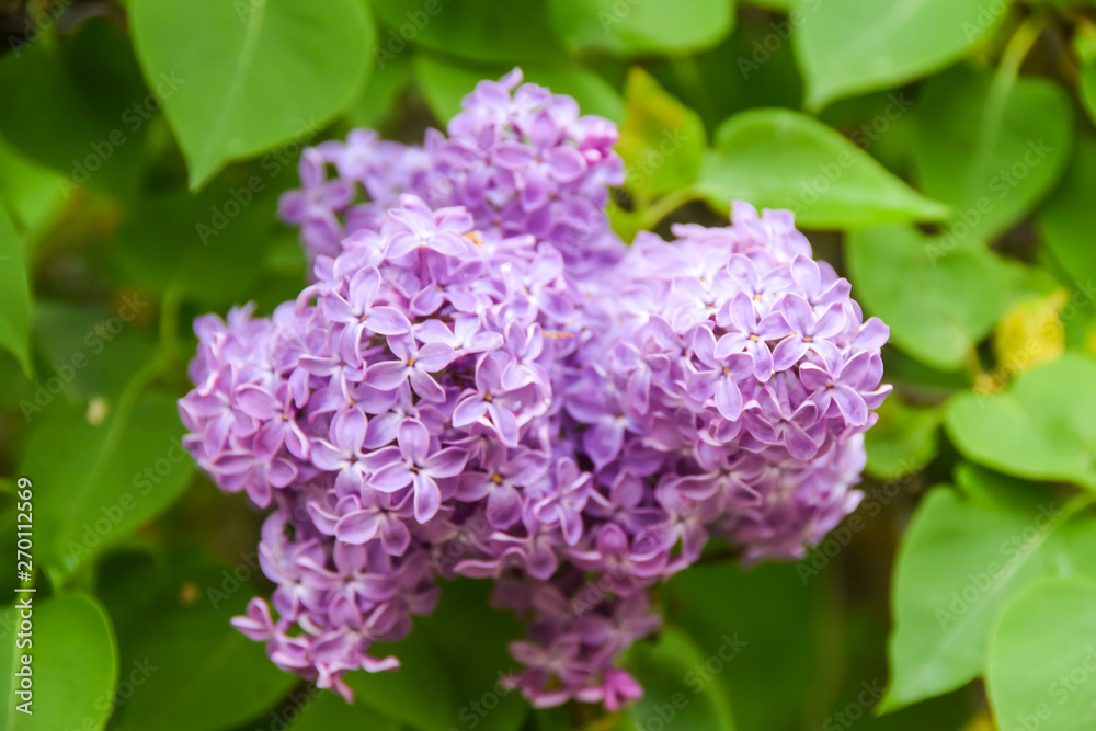bunches of bright purple lilacs grow on branch on a green background bunches of bright purple lilacs grow on branch on a green background