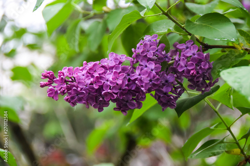 bunches of bright purple lilacs grow on branch on a green background