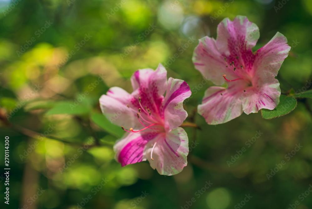 Pink rhododendron flowers in the woods in Spring Pink rhododendron flowers in the woods in Spring