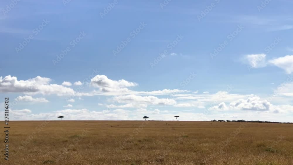 HANDHELD Clear savannah field on blue sky background in Masai Mara reserve HANDHELD Clear savannah field on blue sky background in Masai Mara reserve