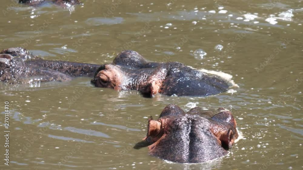 CLOSE UP Hippopotamus head on river surface and body submerged in Masai Mara CLOSE UP Hippopotamus head on river surface and body submerged in Masai Mara
