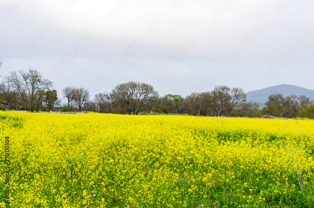 Field of yellow flowers on a cloudy day