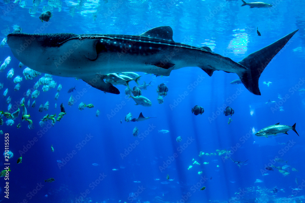 Fototapeta premium Ocean Animals - 1q