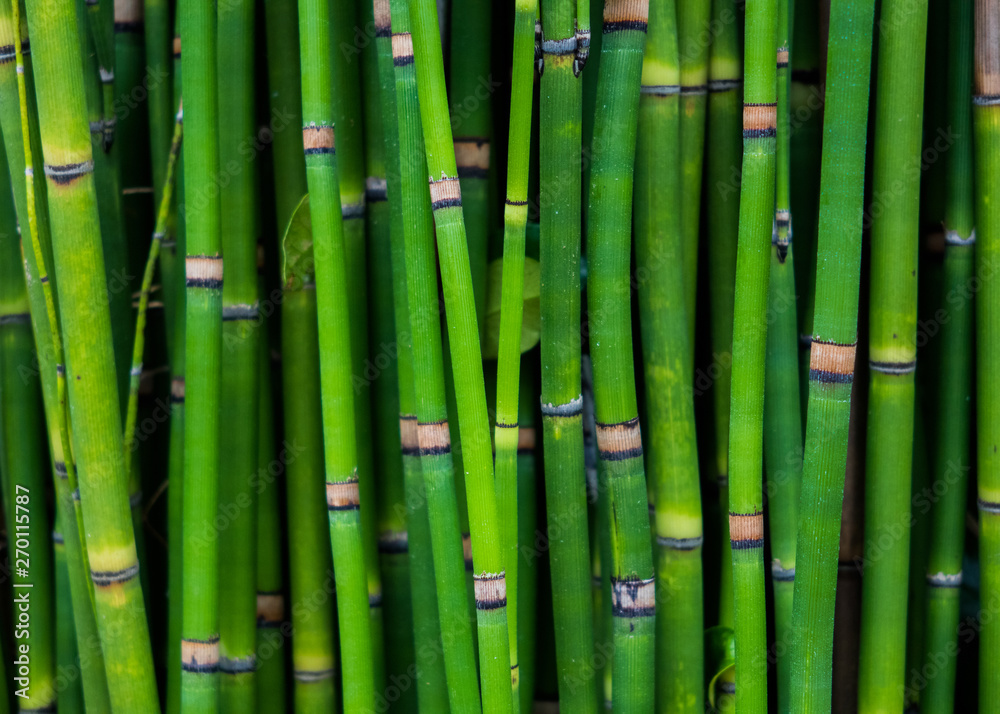 Fototapeta premium Papyrus stem wallpaper 