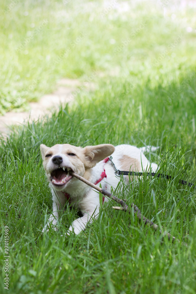 Cute little white dog playing with a stick, in the park 