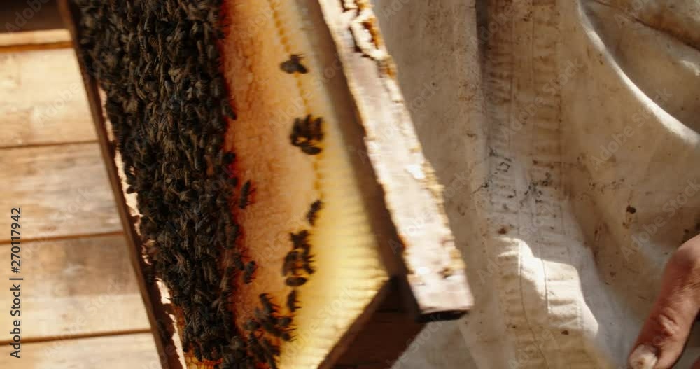A beekeeper with tough hands is holding a honeycomb full of bumblebees that are working together, filling cells with honey - closeup 4k A beekeeper with tough hands is holding a honeycomb full of bumblebees that are working together, filling cells with honey - closeup 4k