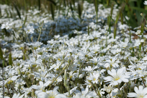 glade of white delicate flowers in the rays of sunlight highlighted from the general background