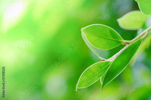 Close up of nature view green leaf on blurred greenery background with copy space using as background natural plants landscape, ecology wallpaper concept.