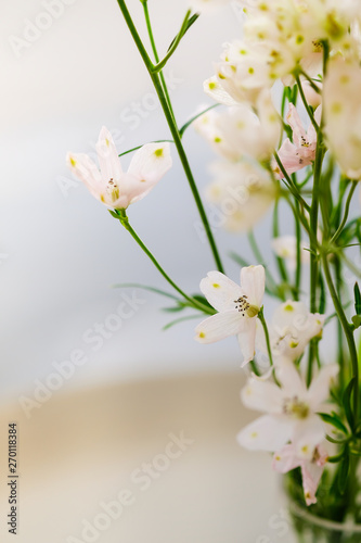 Close up of mini white pink flower. Nature plant and background concept.