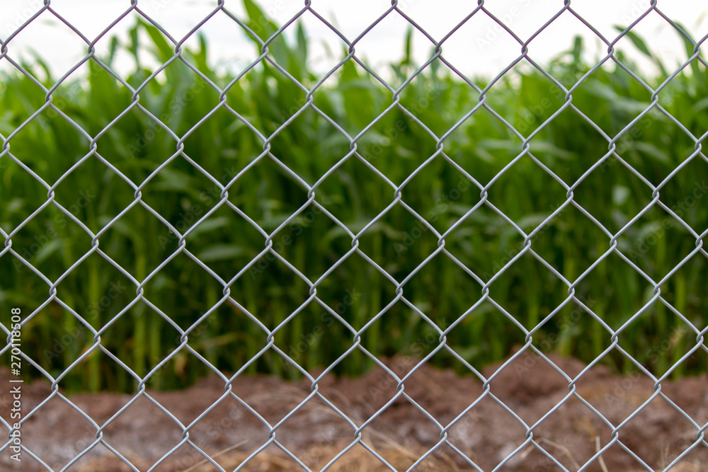 Fototapeta premium Campo protegido por alambrada