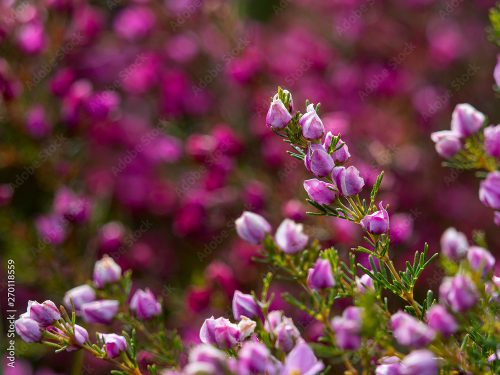 Fototapeta premium Australian outback wild little Purple bush flowers with blurred background