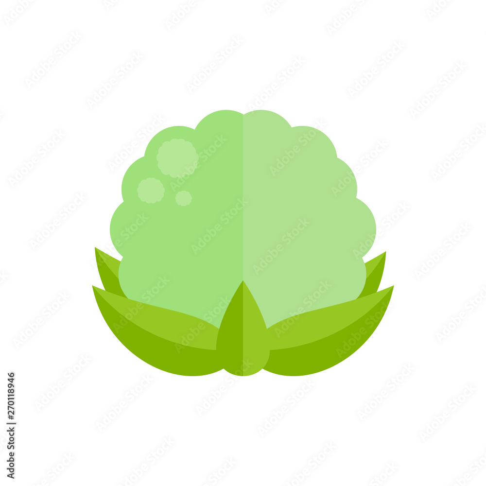 Cauliflower Illustration Cauliflower Illustration
