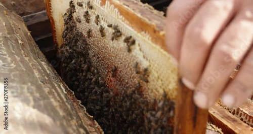 A beekeeper with tough hands is taking a honeycomb full of bumblebees that are working together, filling cells with honey - closeup 4k