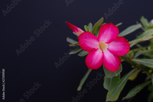 Adenium obesum or desert rose. Adenium tree has a beautiful flower isolated on black background.