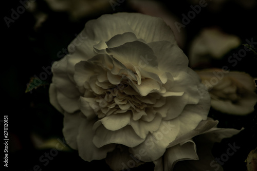 closeup of a flower