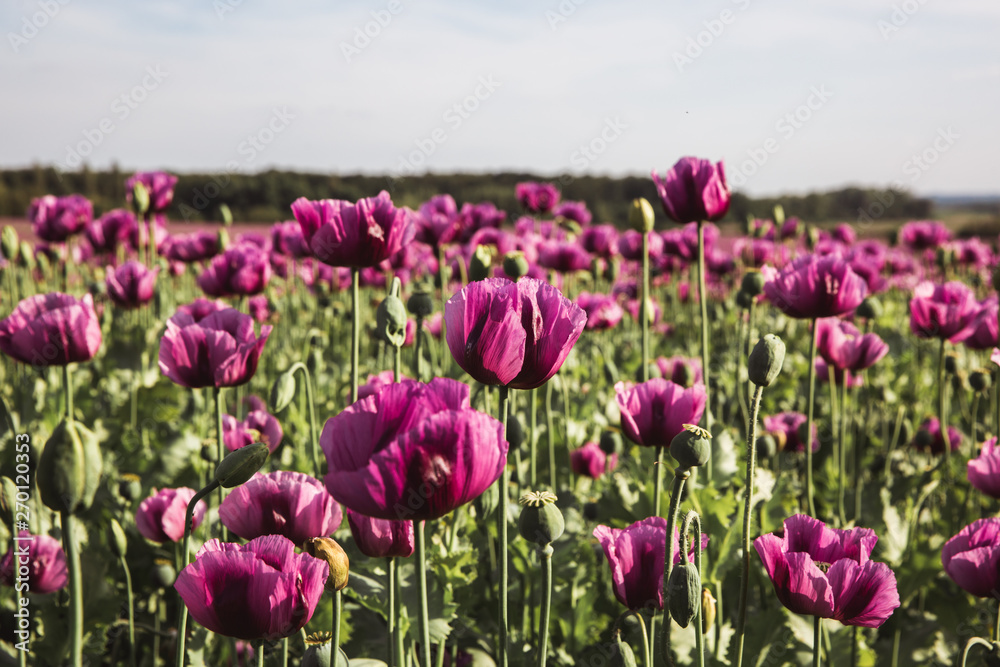 Field of lilac Poppy Flowers in sunlight in early Summer Field of lilac Poppy Flowers in sunlight in early Summer
