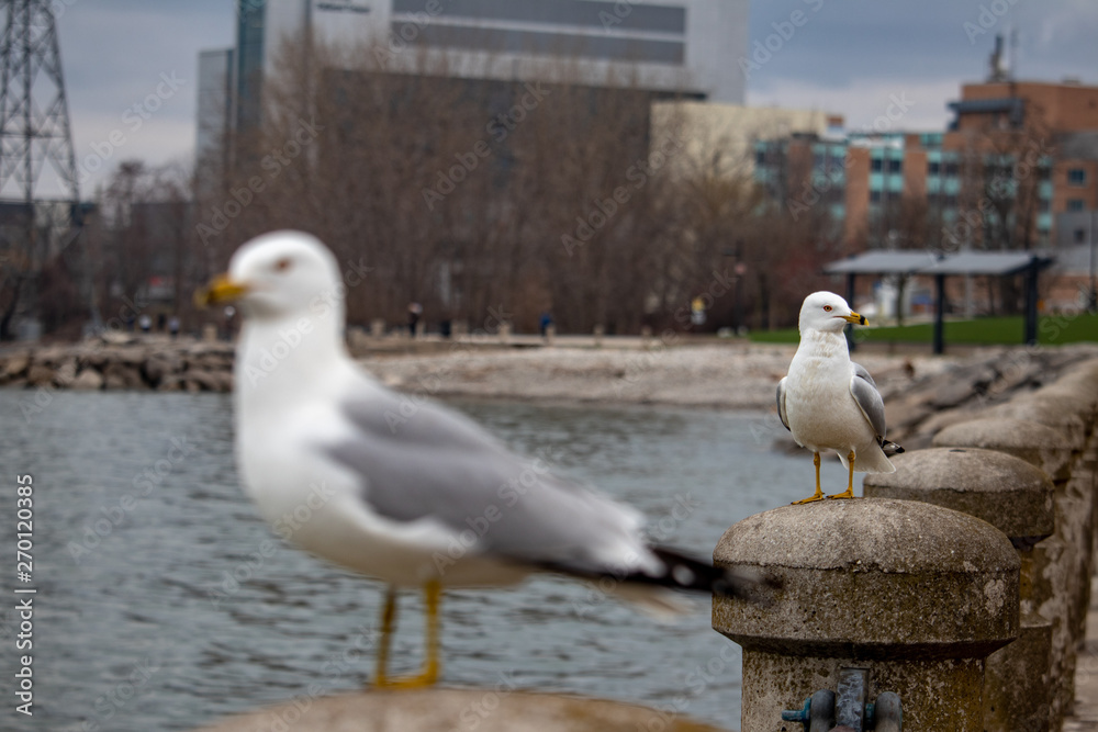 Obraz premium seagull in the background