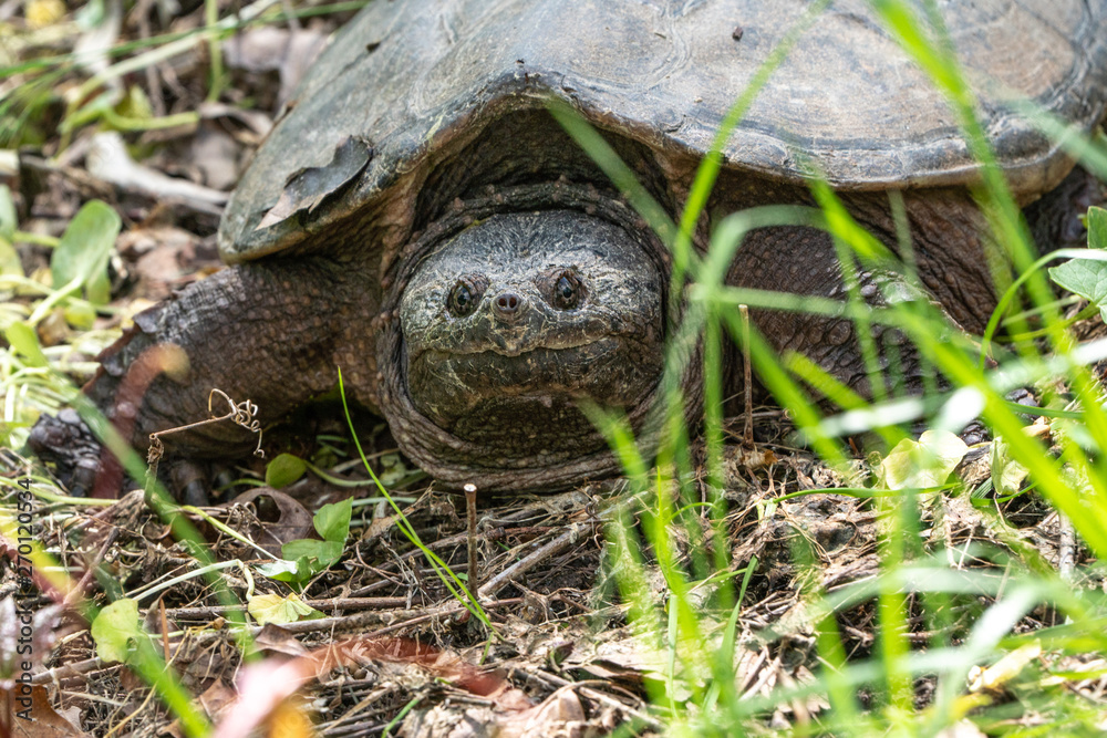Close-up of common snapping turtle (Chelydra serpentina) near pond. Close-up of common snapping turtle (Chelydra serpentina) near pond.