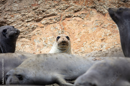 elephant seal in point reyes