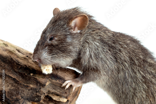 Sagebrush vole eating corn isolated on white background