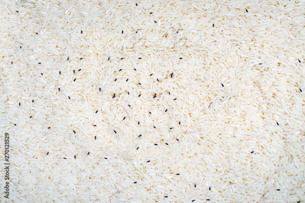 grain rice with many moth. grain rice with many moth.