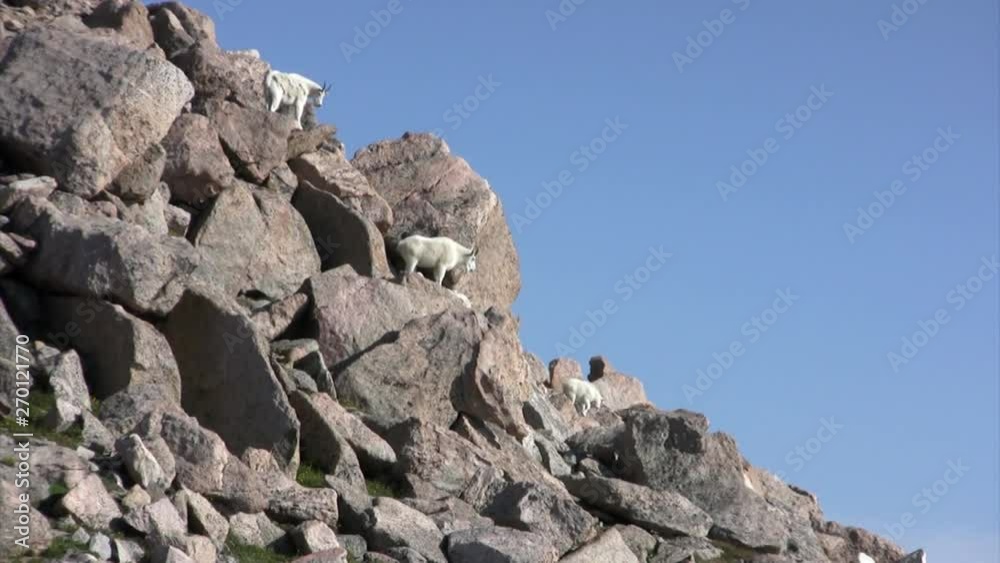 Mountain goats Mount Evans, Colorado, USA Mountain goats Mount Evans, Colorado, USA