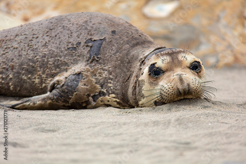 seal on the beach
