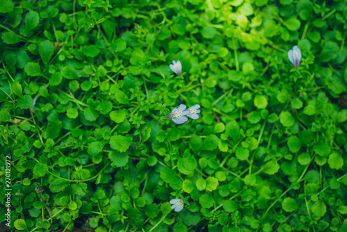 Tiny purple flowers in tiny green leaves