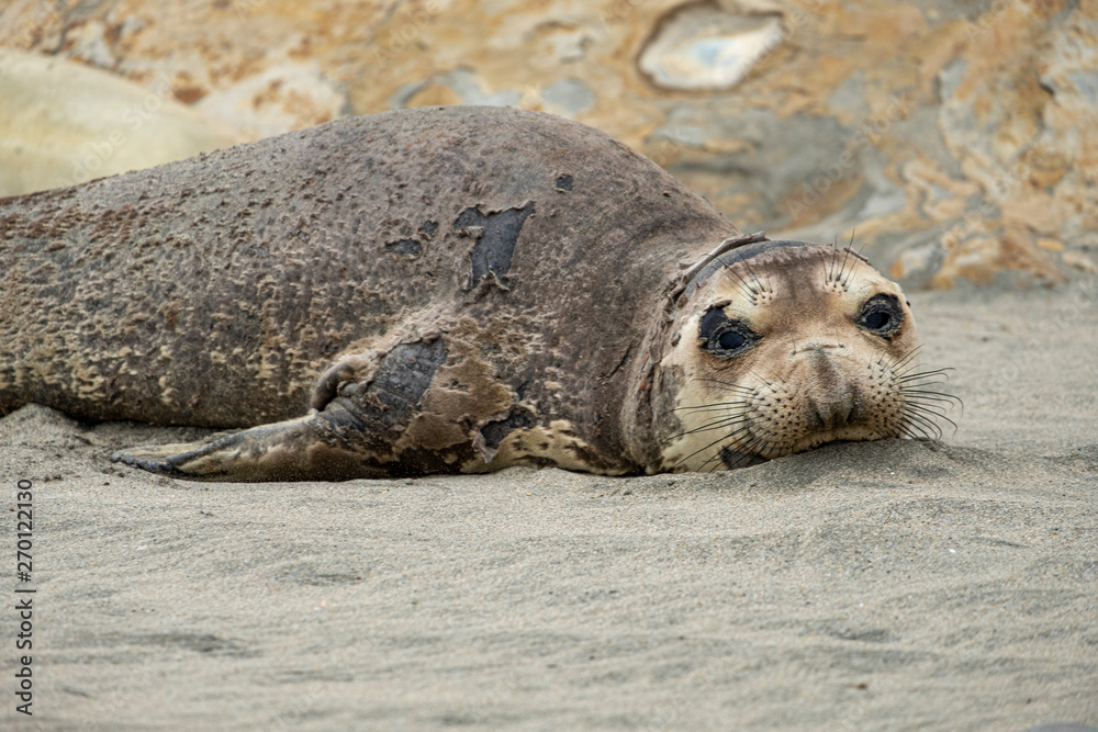 Fototapeta premium seal on the beach