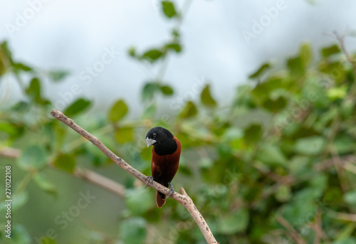 Chestnut Munia; Lonchura atricapilla photo