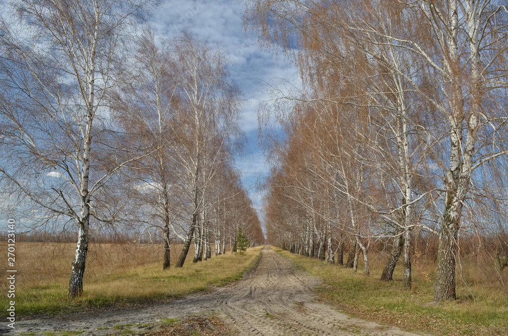 Spring landscape with a road through the birch alley. Ukraine, Kiev region. Spring landscape with a road through the birch alley. Ukraine, Kiev region.