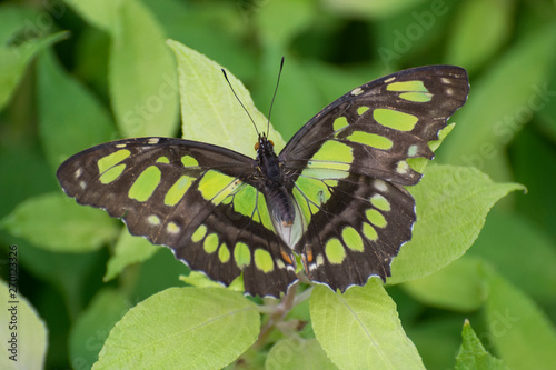 Butterfly 2019-19 / Malachite Butterfly - Siproeta stelenes