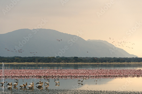 Fototapeta samoprzylepna Flamingi zbierają się o świcie w jeziorze Manyara w Tanzanii