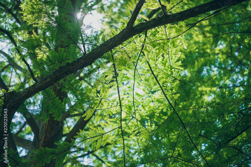 Fototapeta premium Sunlight shining through redwood tree branches