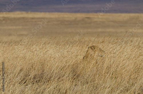 Lion camouflaged and hiding in the tall dry grass in the Serengeti