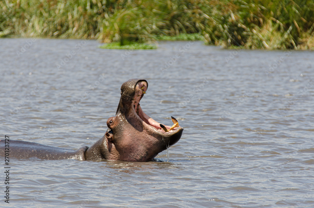 Fototapeta premium A hippopotamus opens its big mouth while surfacing in its pond