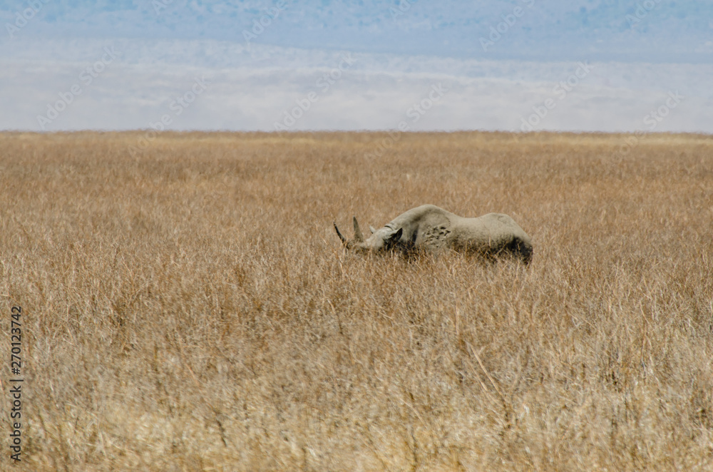Naklejka premium A rhino stands still in dry grassland, showing is large horns