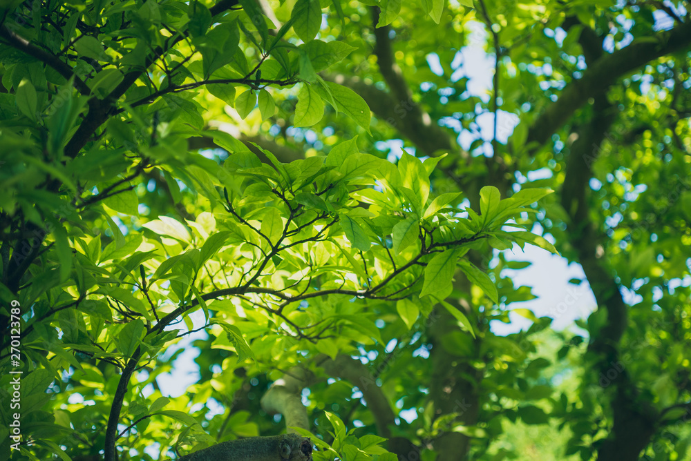 Sunlight shining through tree leaves and branches Sunlight shining through tree leaves and branches
