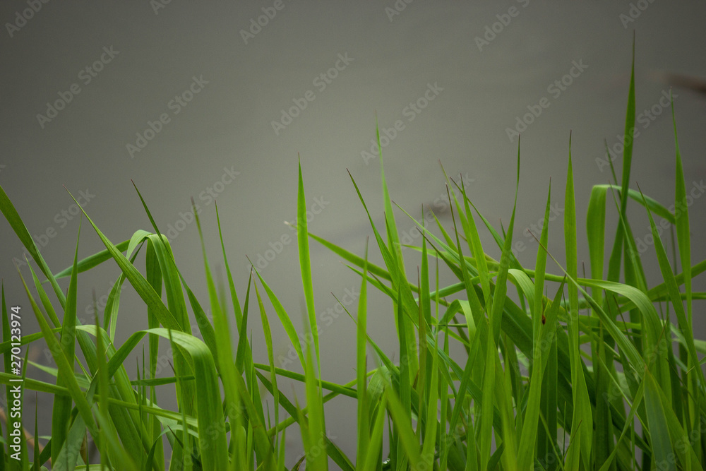 Obraz premium young summer green grass on the lake