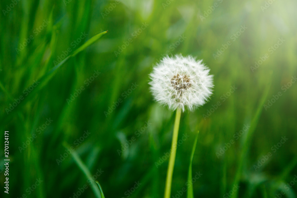 White fluffy dandelions, natural green blurred spring background, selective focus. Nature, summer background White fluffy dandelions, natural green blurred spring background, selective focus. Nature, summer background