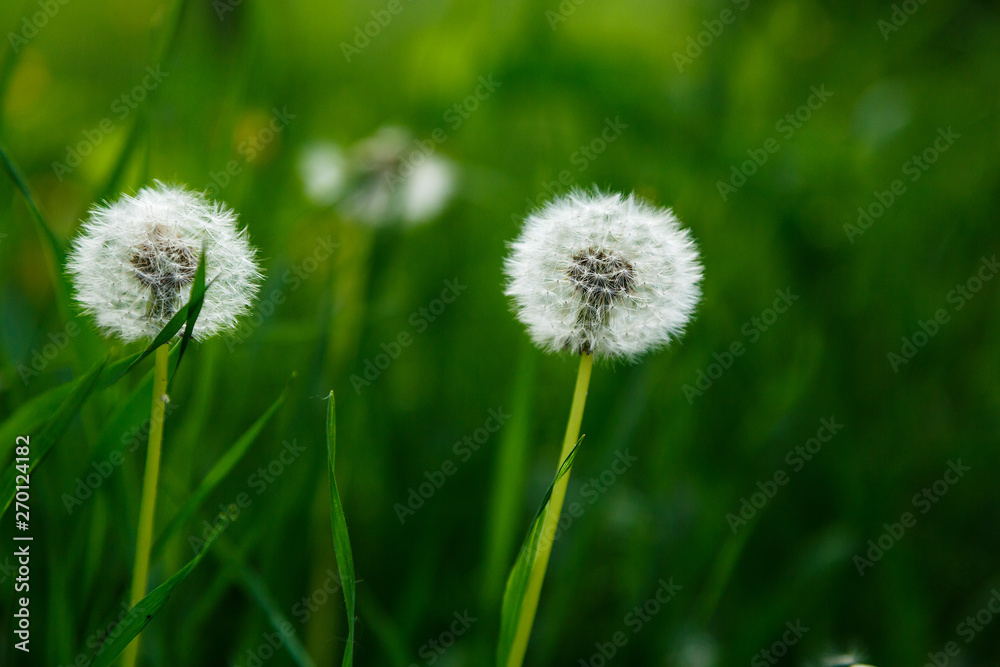 White fluffy dandelions, natural green blurred spring background, selective focus. Nature, summer background